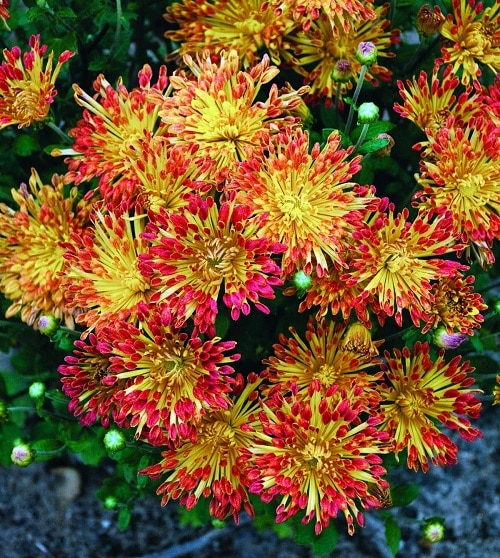 Types of Chrysanthemum in yard