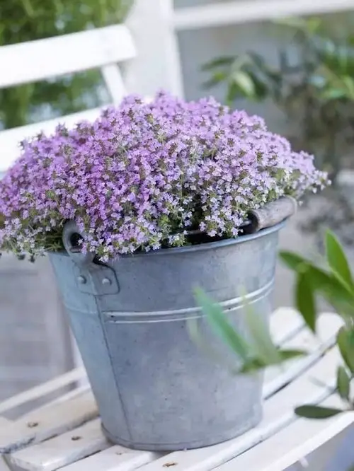 Bee-Attractive Species