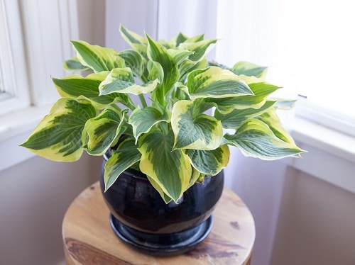 Keeps Hostas Healthy and Green
