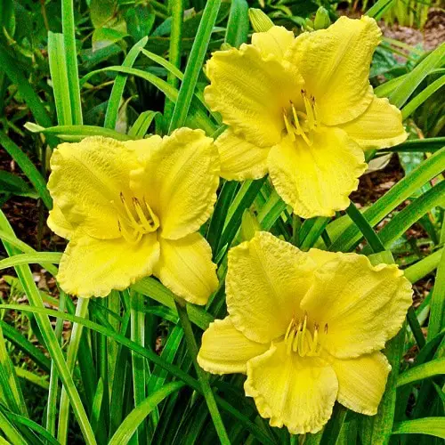 Best Daylily Varieties in yard