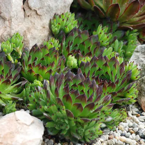 top Sempervivum Hens and Chicks Varieties