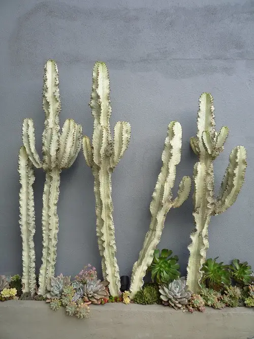Best Large Indoor Plants-African Candelabra