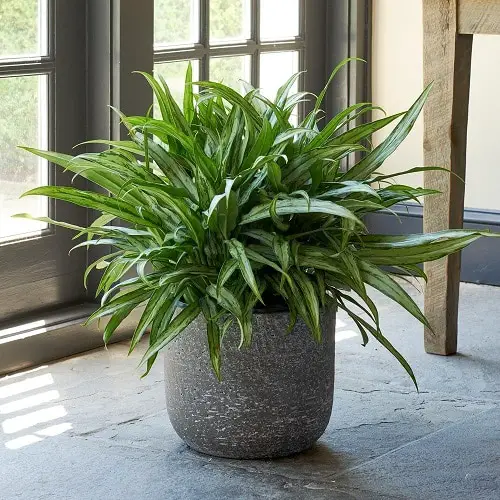 Best Aglaonema Varieties 79