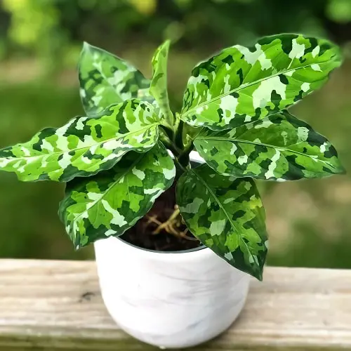 Best Aglaonema Varieties 76
