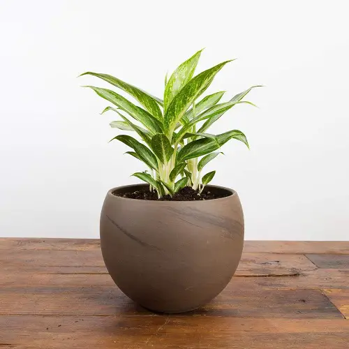 Best Aglaonema Varieties 81