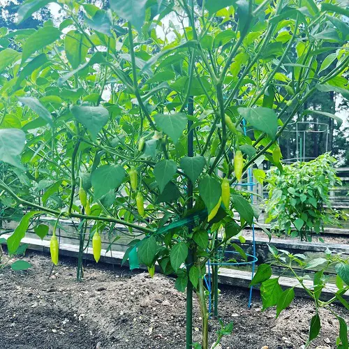 pepper varieties that you may cultivate