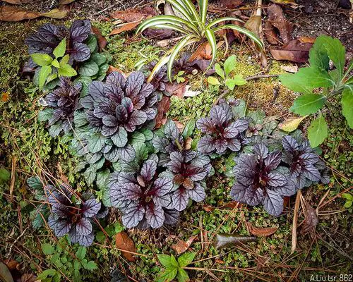 beautiful Black Flowers and Plants to Add Drama to Your Garden