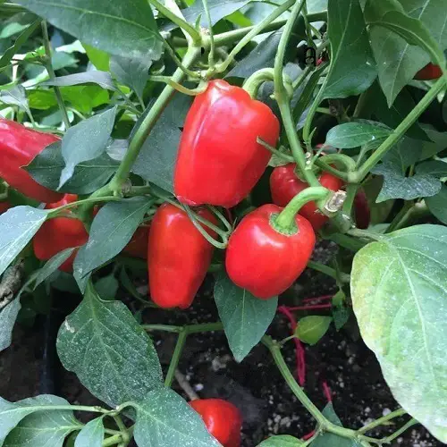 best Various Pepper Varieties to Grow