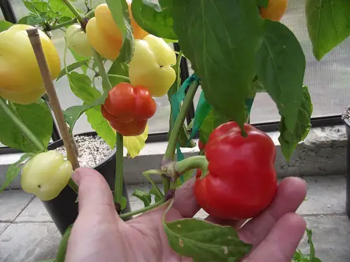 Various Pepper Varieties for Your home