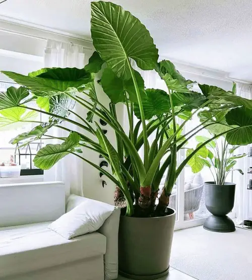 Alocasia plant near white sofa 