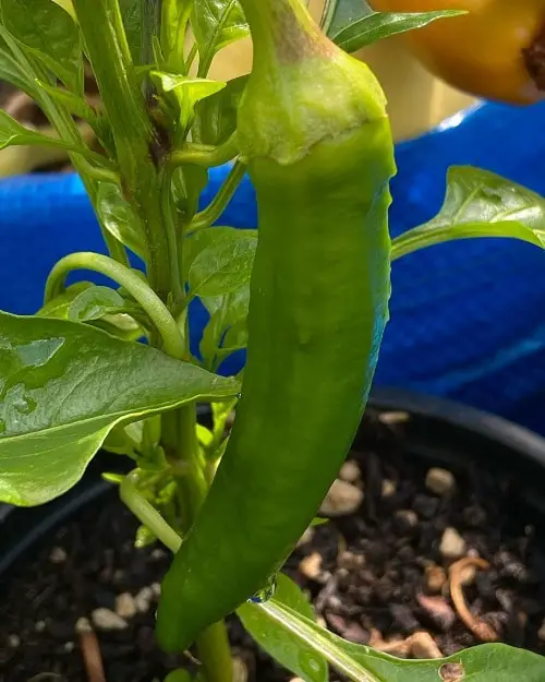 Types of Pepper in pot