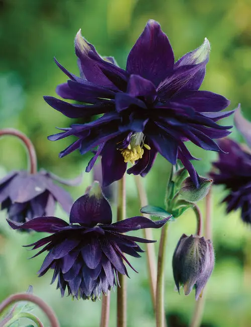 lovely Black Flowers and Plants to Your Garden