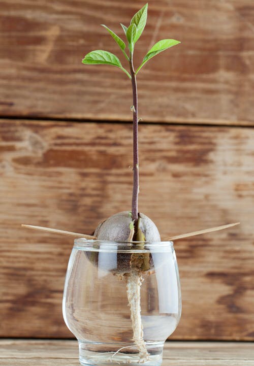 Avocado From Its Seeds