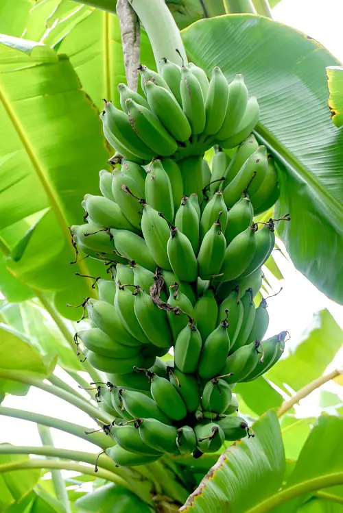 Amazing Delicious Vegetables that Grow on Trees