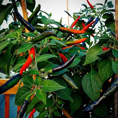 beautiful Various Pepper Varieties to Grow