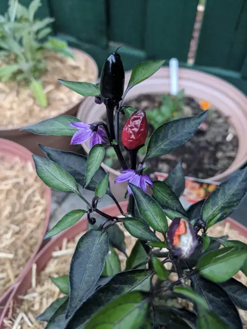 best Various Pepper Varieties to Grow