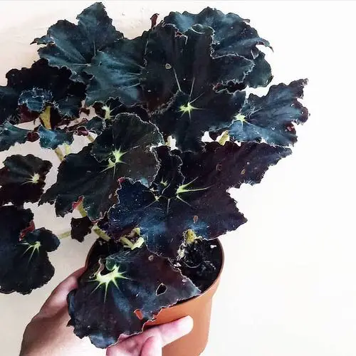 Black Plants & Flowers to Make a Statement in Your Yard