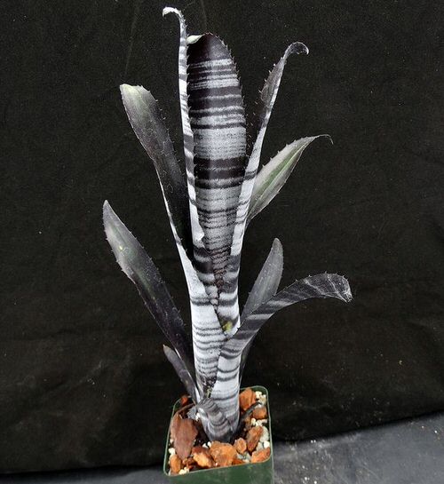 Bringing Black Plants and Flowers to Your Yard