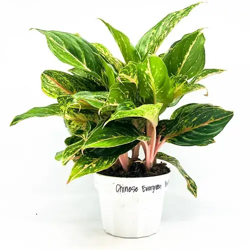Best Aglaonema Varieties 86