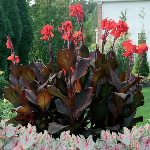 beautiful Black Plants and Flowers to Your Garden 