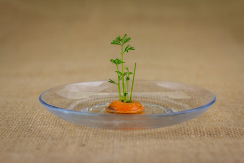 Carrots Heads & New Plant