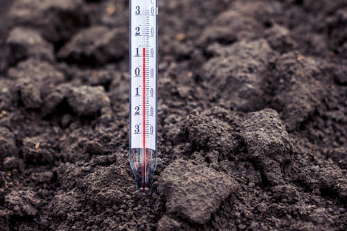 Check the Temperature of Soil Before Planting