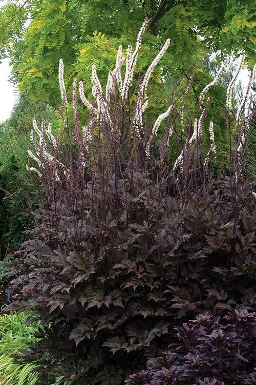 Black Plants and Flowers to Make Your Garden Dramatic