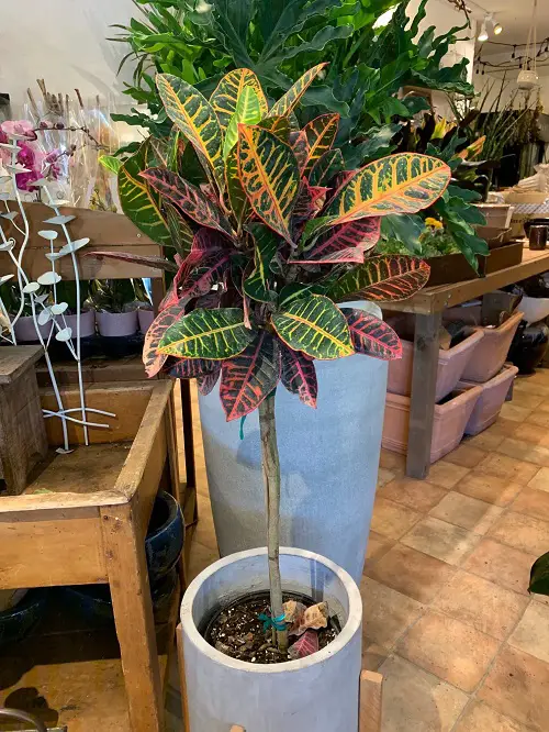 Best Large Indoor Plants-Croton