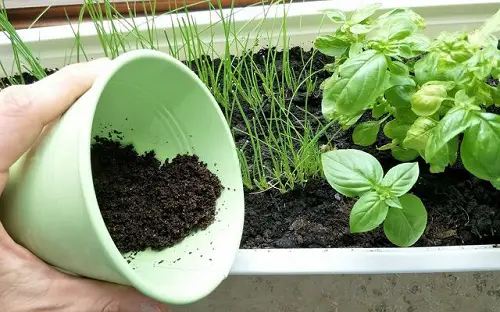 Coffee Grounds
