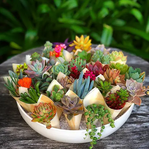 Secret Hacks for More Colorful Succulents