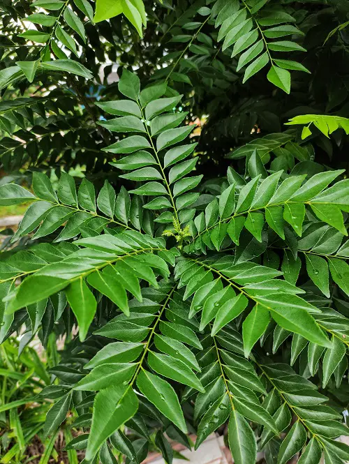 Curry Leaves