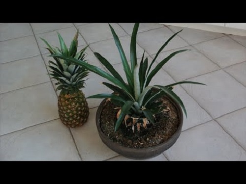 Cut Pineapple Head For a New Plant