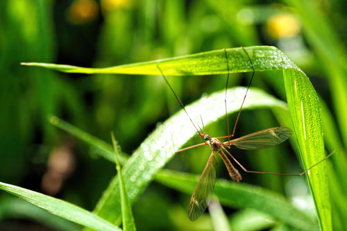 Deter Flying Bugs