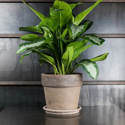 Aglaonema Varieties-Diamond Bay