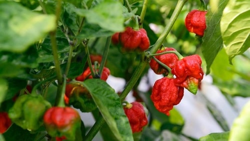 Different Types of Pepper for you