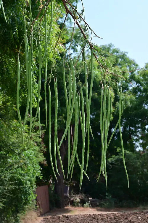 Vegetables That Grow on Trees