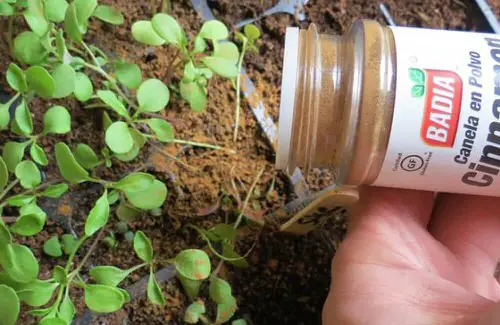 Unbelievable Cinnamon Uses in the Garden