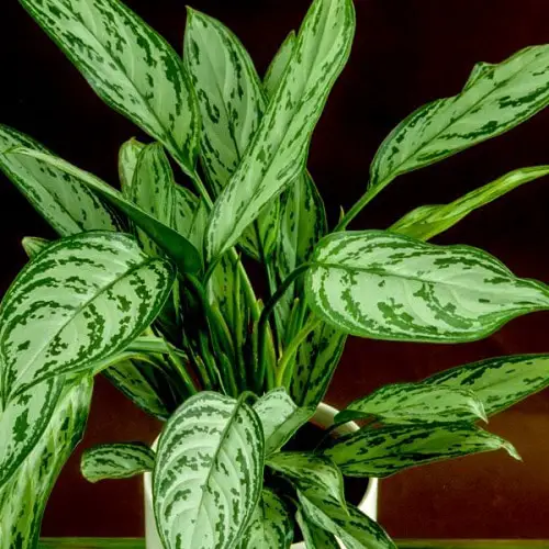 Best Aglaonema Varieties 83