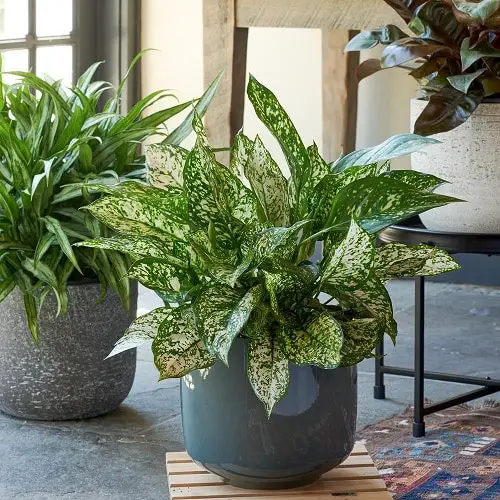 Aglaonema Varieties-Etta Rose