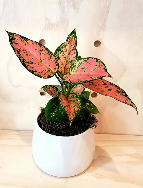 Aglaonema Varieties-Favonian