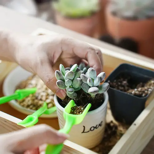 Fertilizer Your Succulents Right