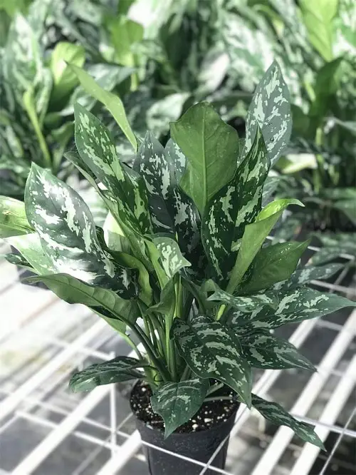 Aglaonema Varieties-Gemini