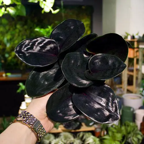 beautiful Black Plants & Flowers to Make a Statement in Your Yard