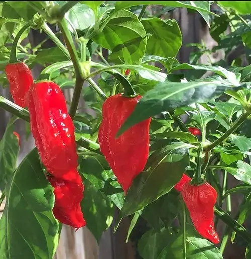 Various Pepper Types for You
