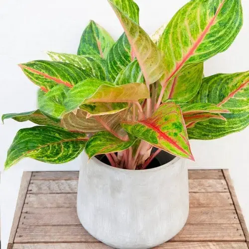 Best Aglaonema Varieties 85