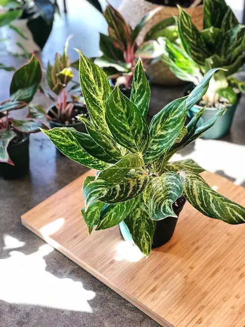 Aglaonema Varieties- Golden Modonna