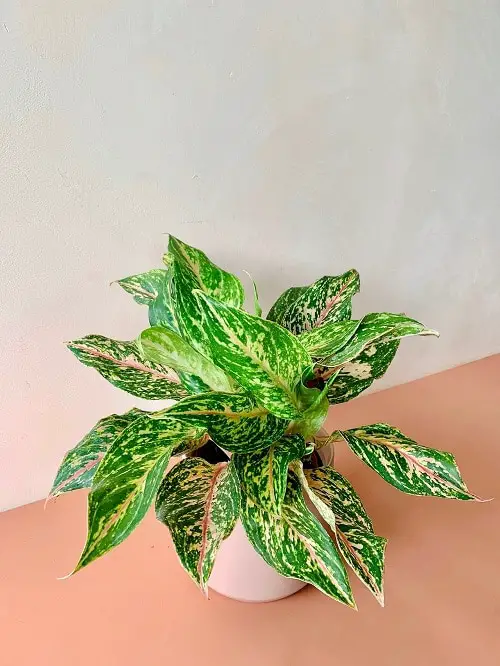 Best Aglaonema Varieties 84