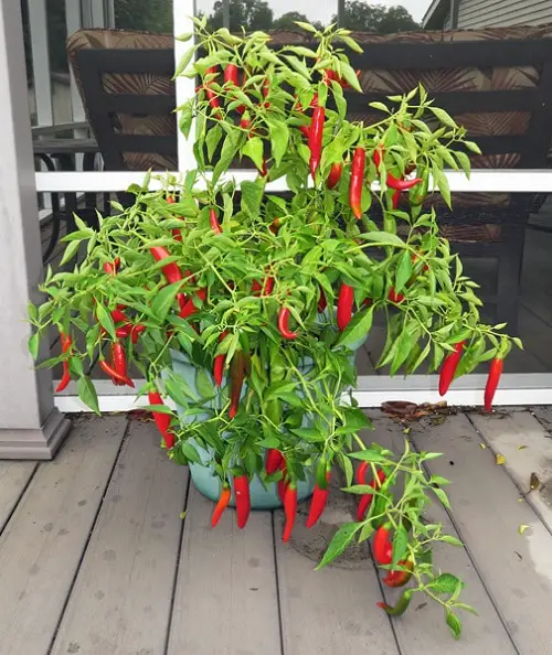 best Types of Pepper