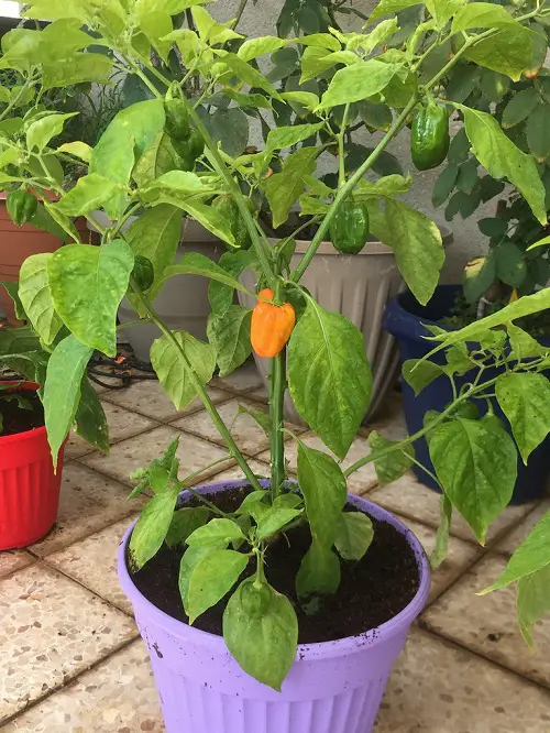 top Various Pepper Types for You