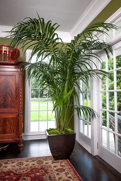Best Large Indoor Plants-Kentia Palm